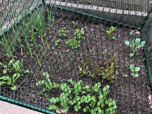 Customer photo review of Moss Curled Parsley Seeds