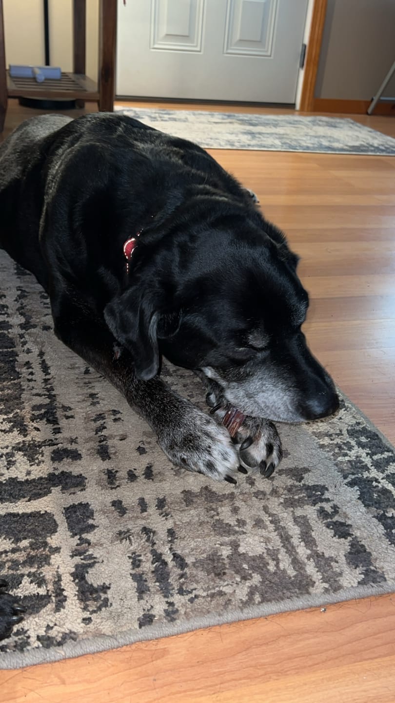 Customer photo review of Large Bully Sticks 5-6"