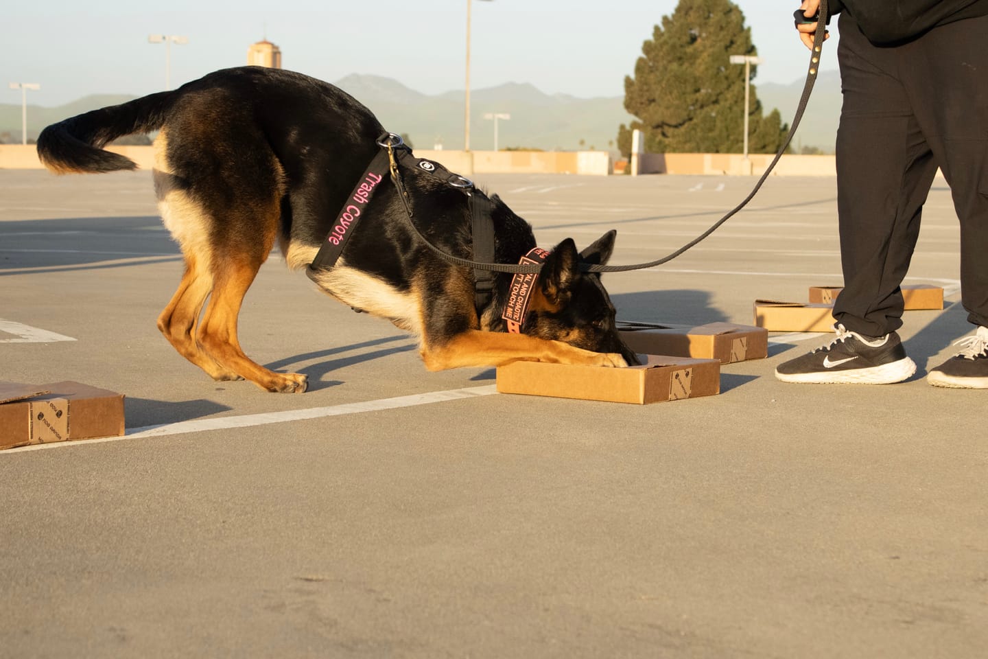 Customer photo review of TRI-Harness® | Anti-Pull, Adjustable & Durable - Dog Trainers Choice -  Black v2.0