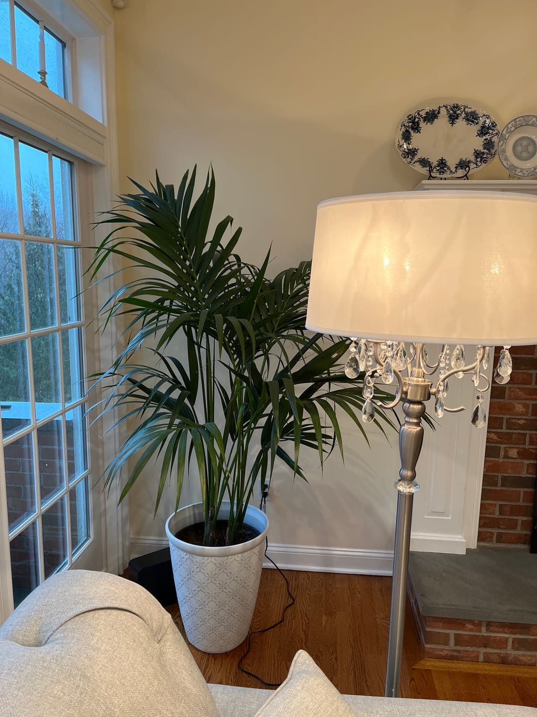 Customer photo review of Kentia Palm, Howea Forsteriana, Exotic and Rare