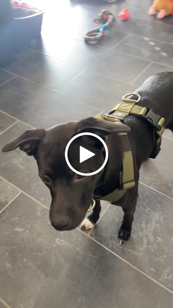 Customer video review of TRI-Harness® | Anti-Pull, Adjustable & Durable - Dog Trainers Choice -  Khaki v2.0