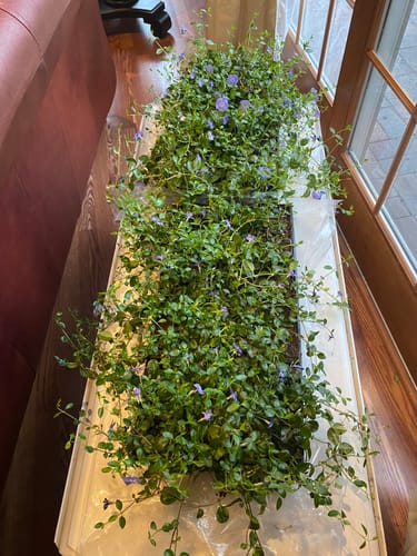 Customer photo review of Vinca Minor Bowles 50 count Flat