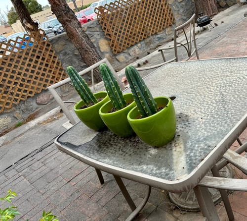 Customer photo review of San Pedro Cactus | Bulk Rooted Cactus Packs | Echinopsis (Trichocereus) Pachanoi