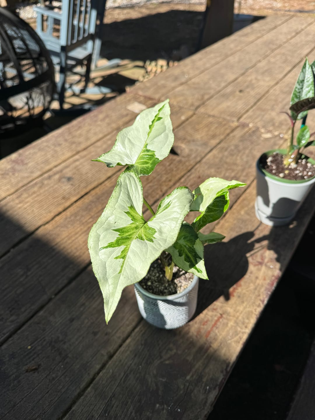 Customer photo review of Syngonium podophyllum 'Three Kings'