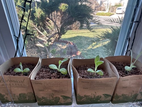 Customer photo review of Green Globe Improved Artichoke Seeds