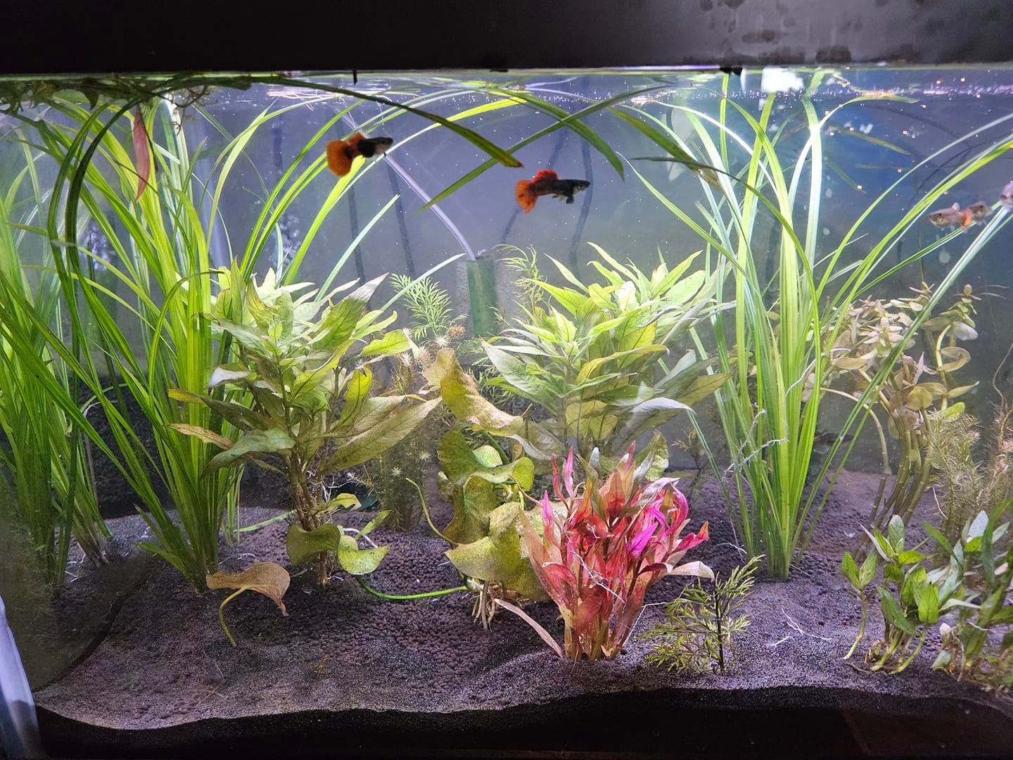 Customer photo review of Dumbo Red Tail Guppy Fish