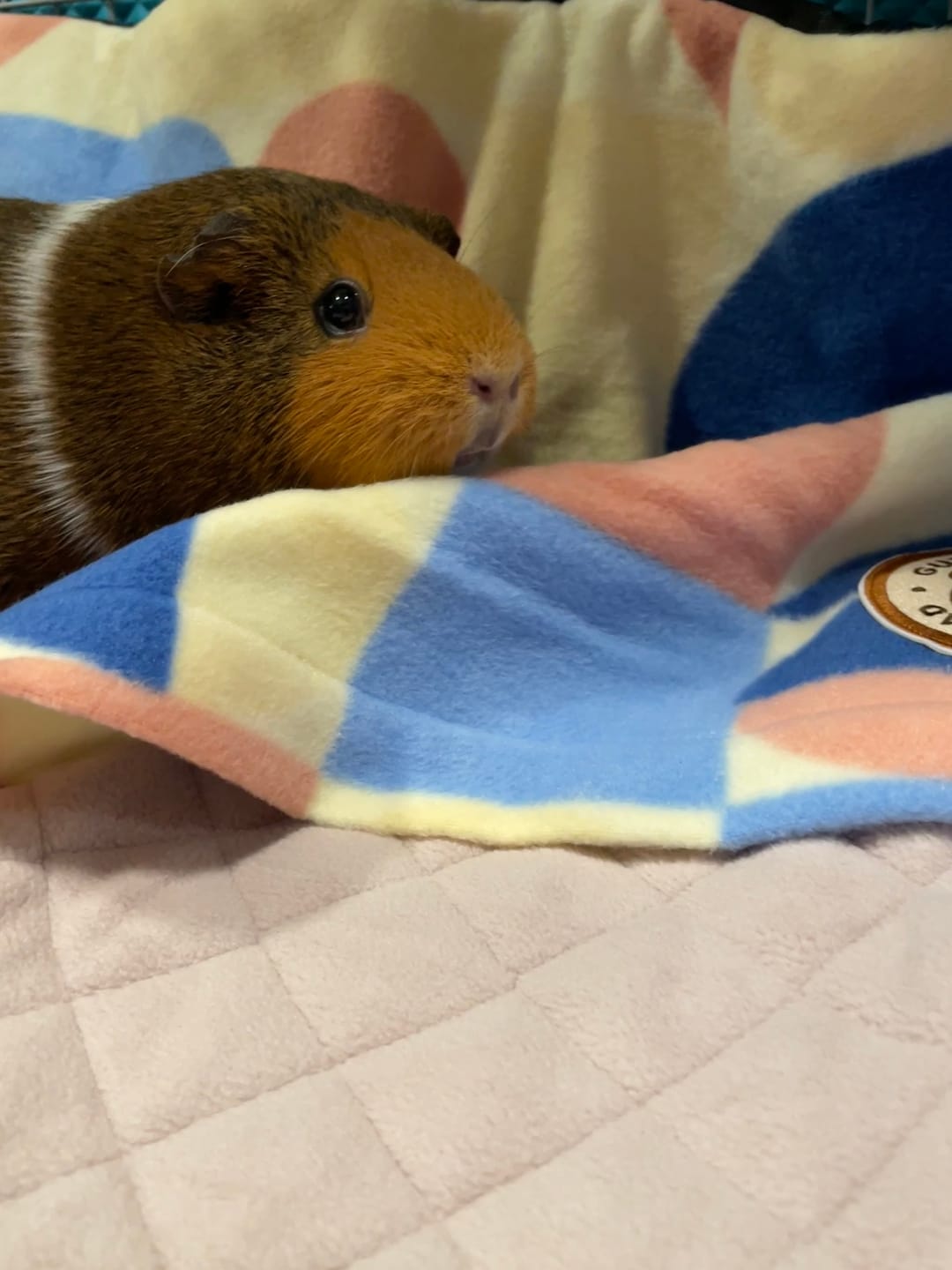 Customer photo review of Premium GuineaDad Liner