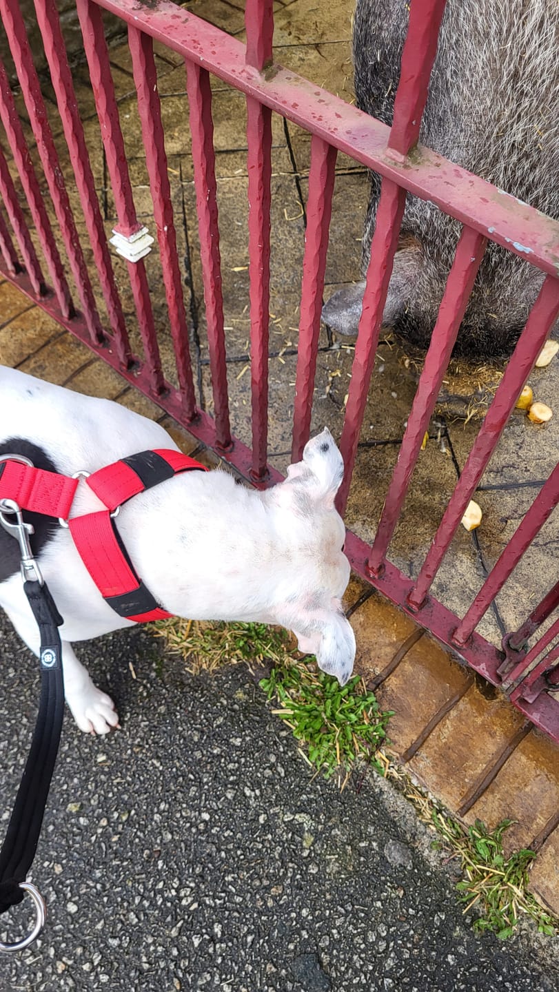 Customer photo review of TRI-Harness® | Anti-Pull, Adjustable & Durable - Dog Trainers Choice - Red v2.0