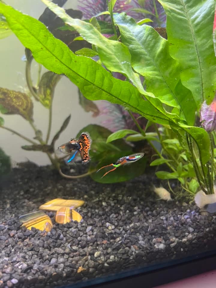 Customer photo review of Red Dragon Guppy Fish