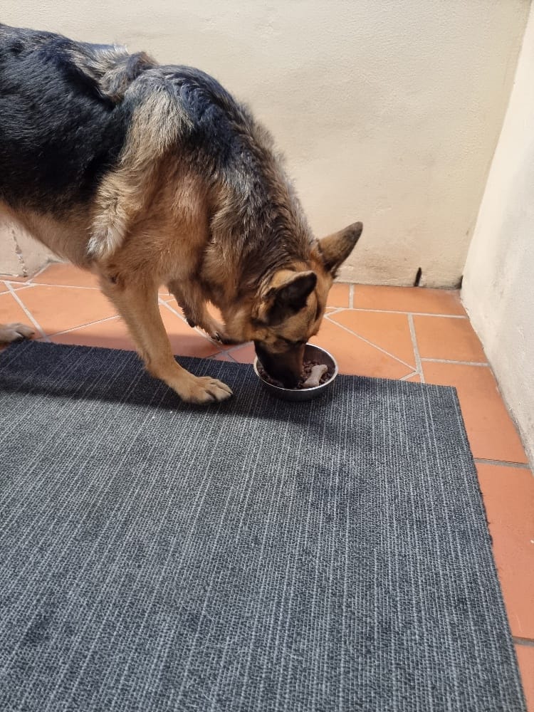 Customer photo review of New Hemp Seed Oil for Large Dogs (500ml)