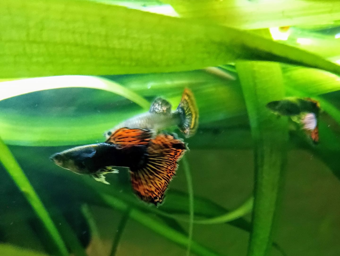 Customer photo review of Red Dragon Guppy Fish