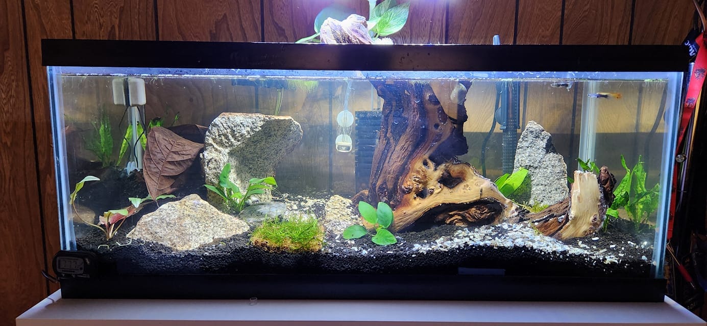 Customer photo review of Half Black Red Rose Guppy Fish