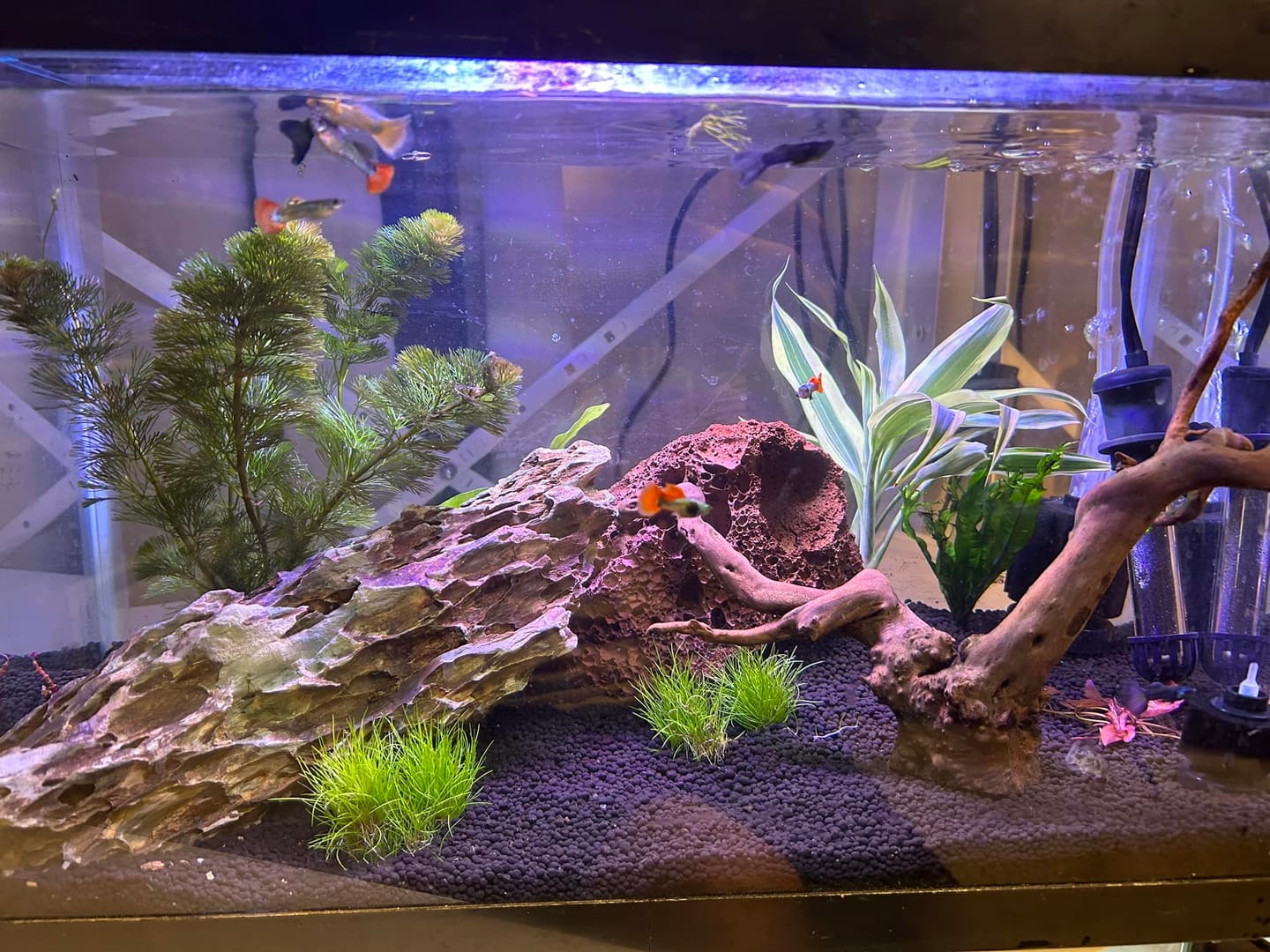 Customer photo review of Koi Red Ear Guppy Fish