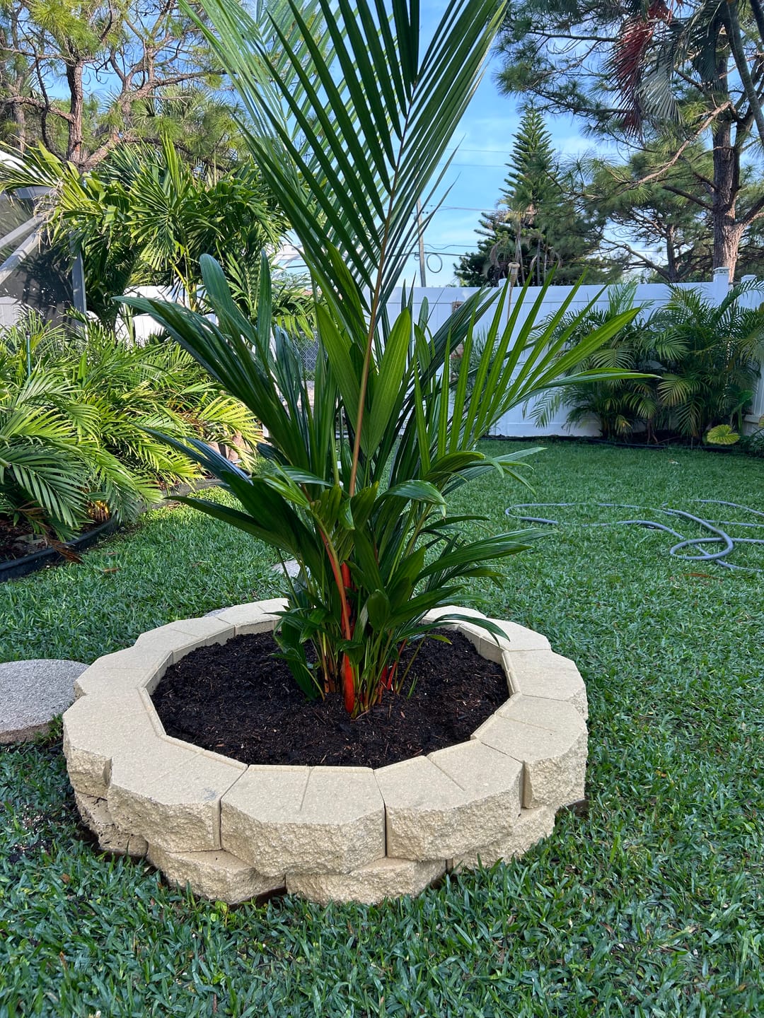 Customer photo review of Lipstick Palm Red Sealing Wax Palm, Exotic and Rare