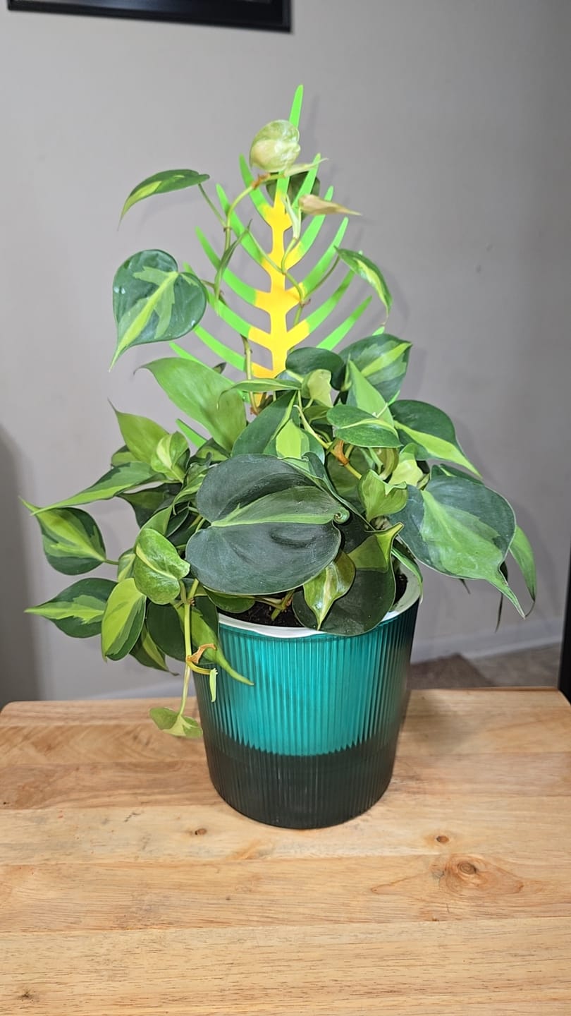 Customer photo review of BARE™ Palmella™ - Customizable wooden plant support - Inspired by the Palm leaf