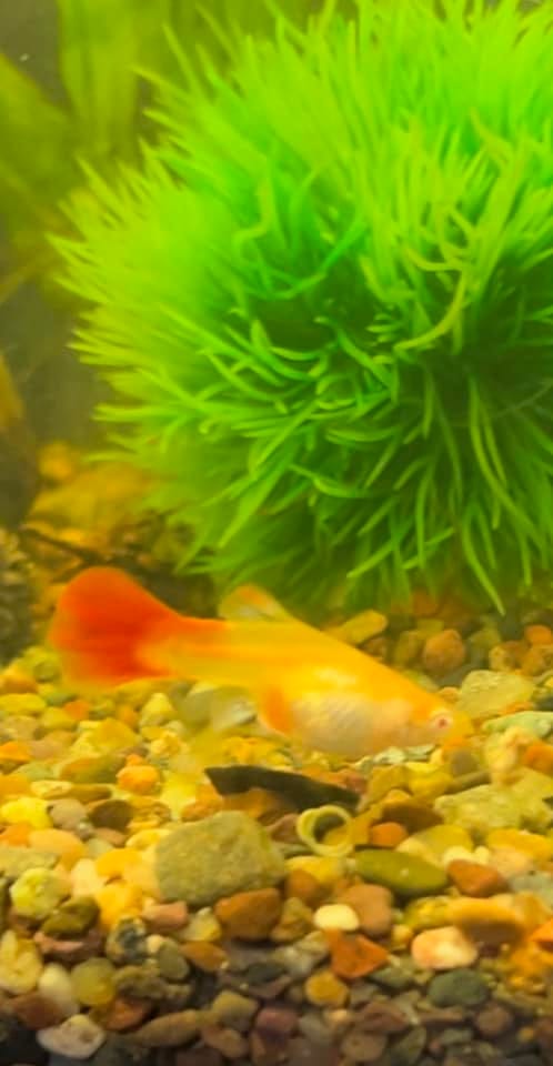 Customer photo review of Albino Full Red Big Dorsal Guppy Fish