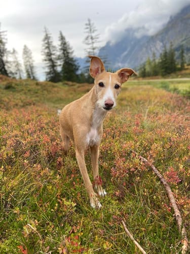 Customer photo review of Wurmtest Pro Hund