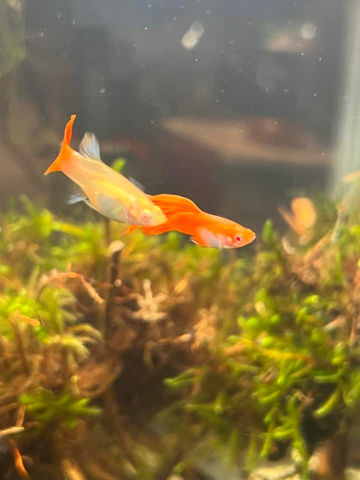 Customer photo review of Albino Full Red Big Dorsal Guppy Fish