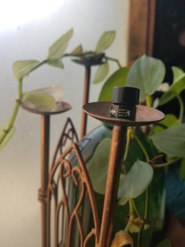 Customer photo review of Something Wicked This Way Comes