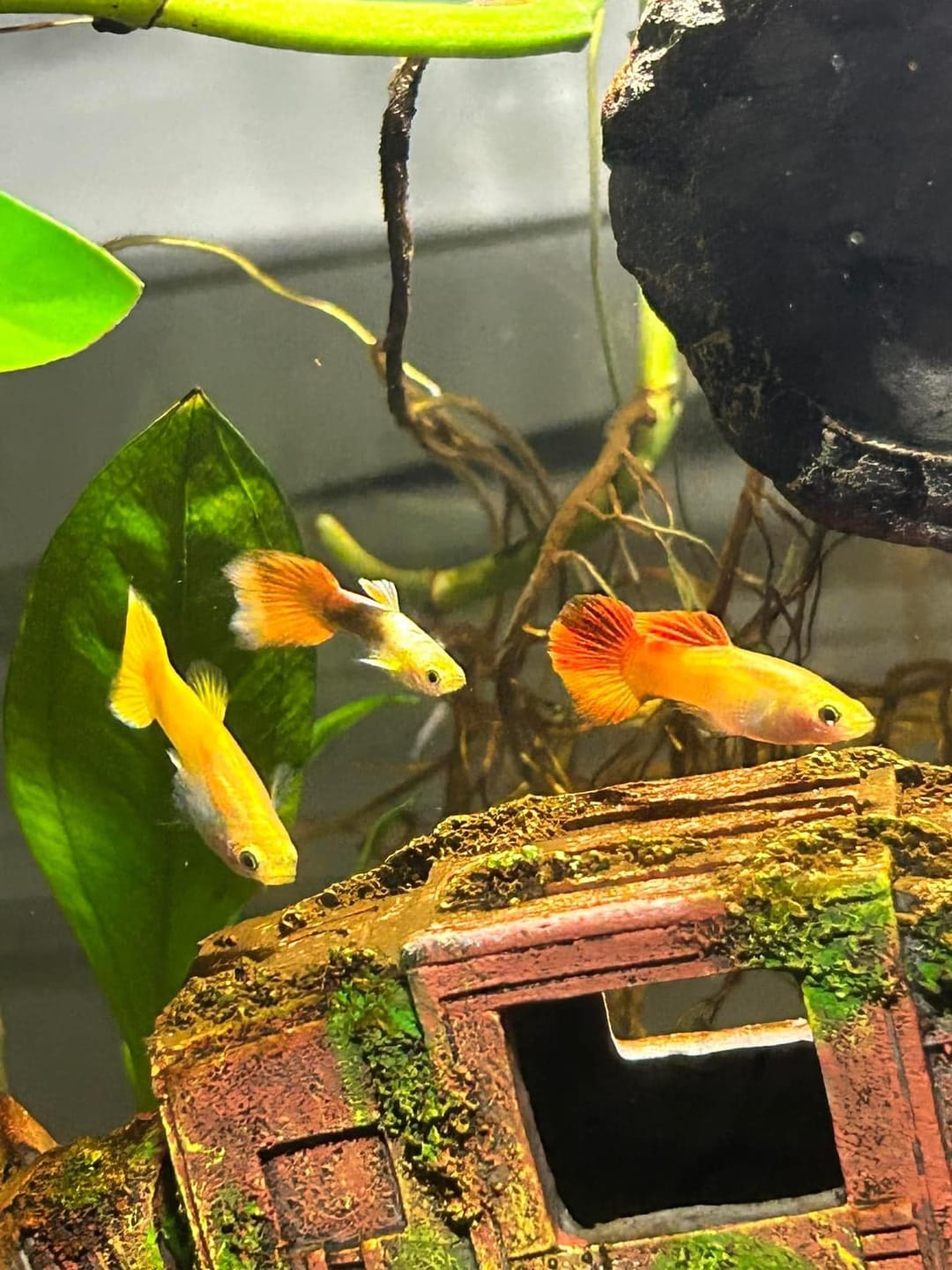 Customer photo review of Full Gold Guppy Fish