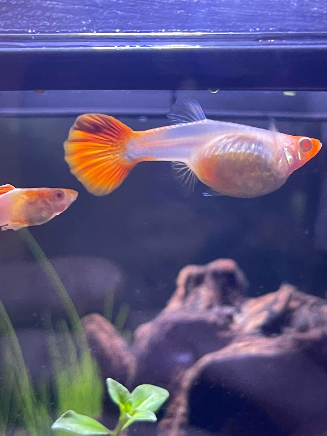 Customer photo review of Half Black Red Rose Guppy Fish