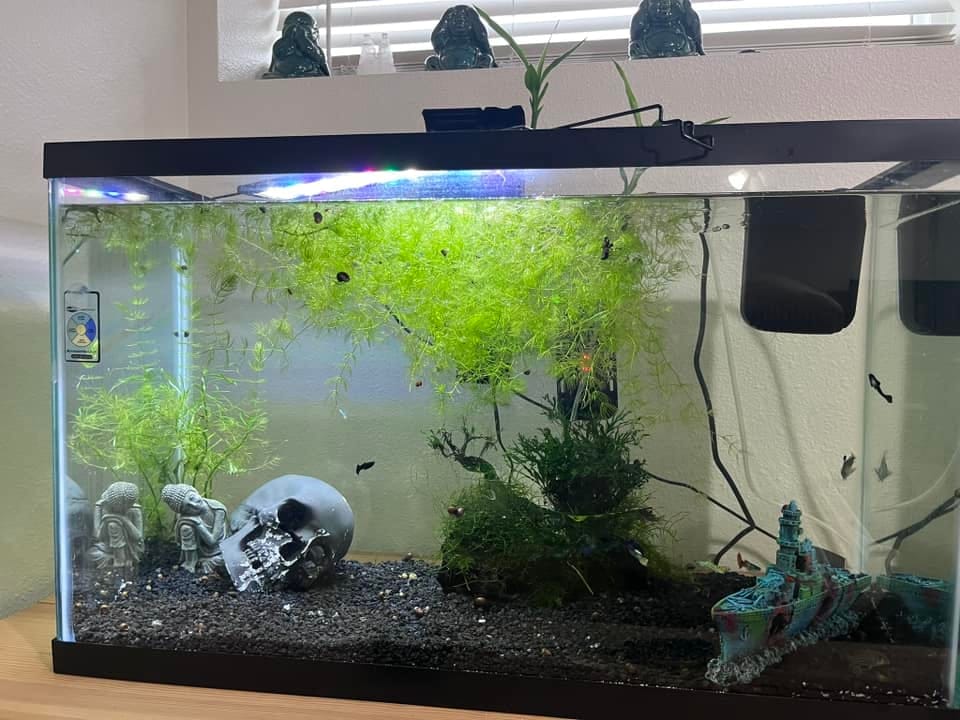 Customer photo review of Koi Red Ear Guppy Fish
