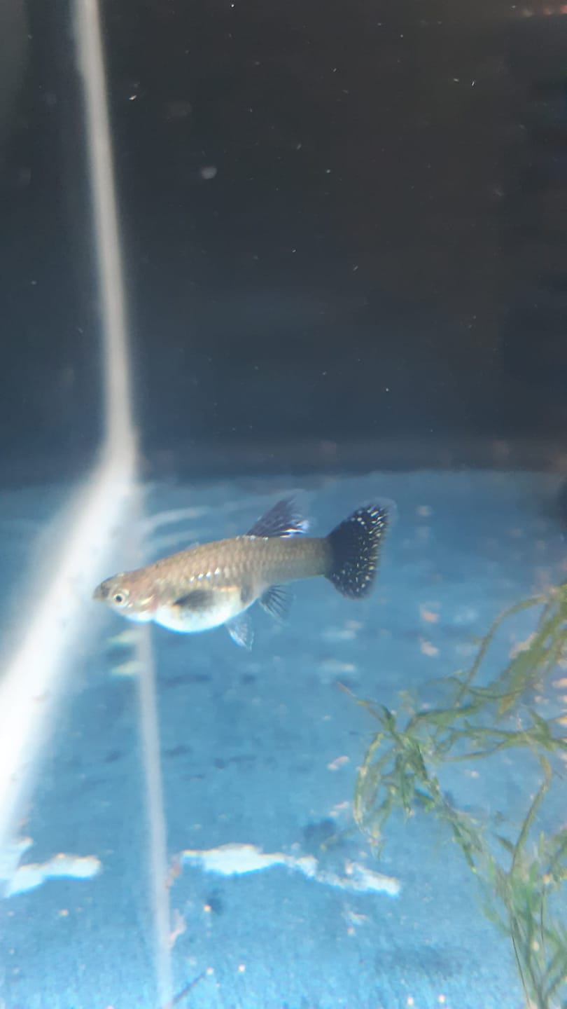 Customer photo review of Blue Dragon Guppy Fish