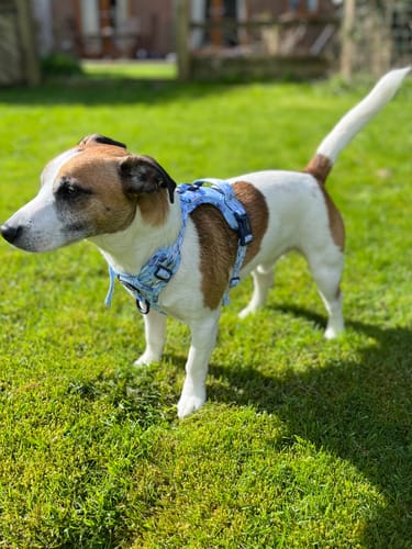 Customer photo review of Tough Trails™ Harness - Eeyore