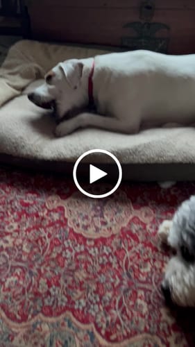 Customer video review of Ostrich Foot Bone. Long-lasting, Natural Dog Gnaw Treat by Savannah Pet Food