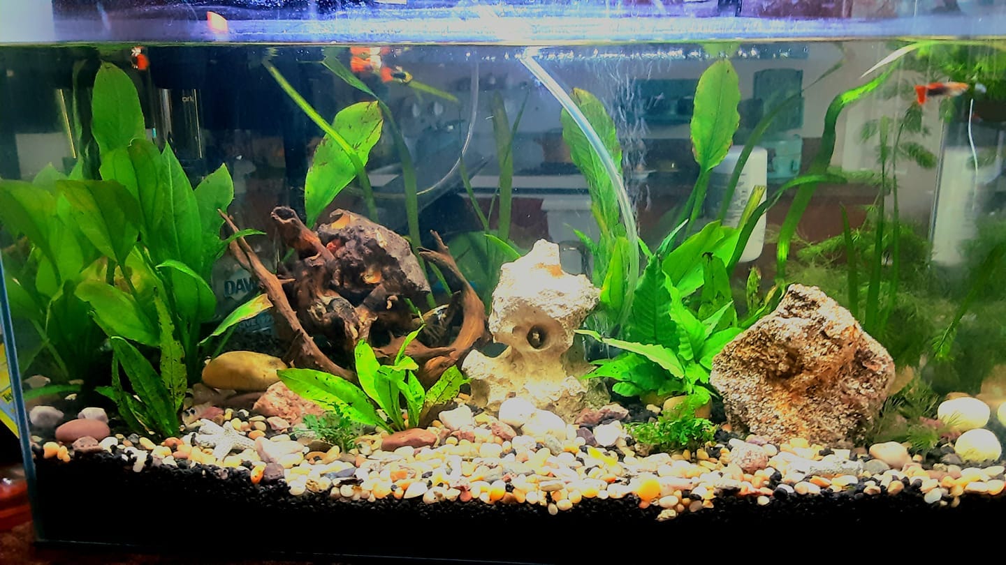 Customer photo review of Half Black Red Rose Guppy Fish