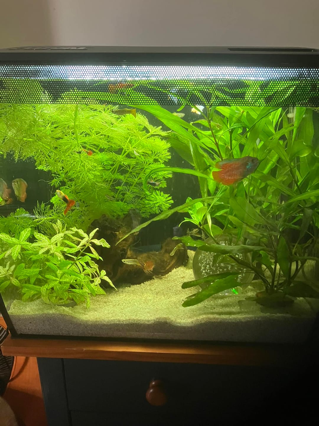 Customer photo review of Half Black Red Rose Guppy Fish