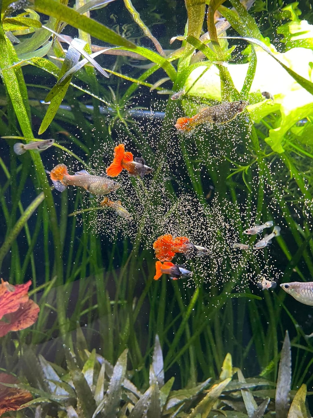 Customer photo review of Dumbo Red Tail Guppy Fish
