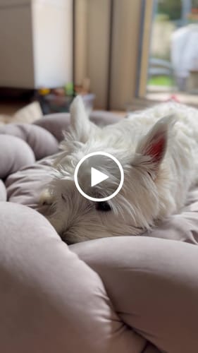 Customer video review of Dog bed Pony kolosony beige