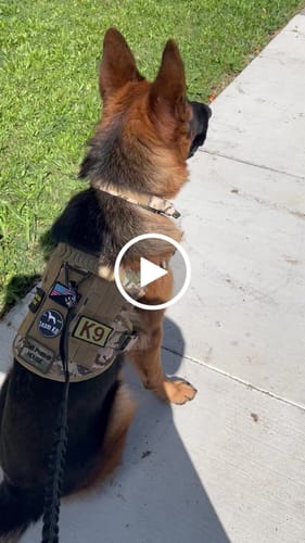 Customer video review of Classic Heavy-Duty Tactical No-Pull Team K9™ Dog Harness With Front & Back D-Rings, Quick-Release Metal-Buckles, Hook & Loop Panels, & Top Handle