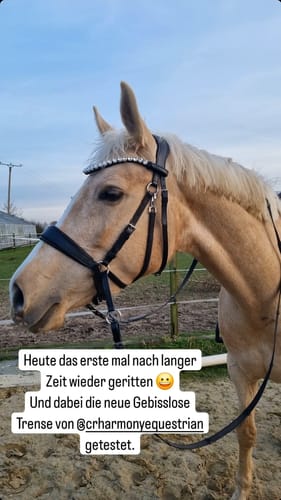 Customer photo review of Harmony Bridle - anatomische gebisslose Trense mit Crystal Stirnband