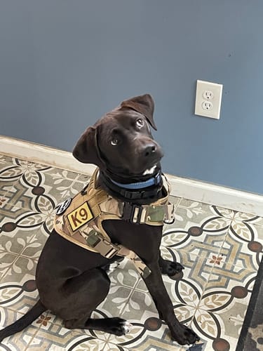 Customer photo review of Classic Heavy-Duty Tactical No-Pull Team K9™ Dog Harness With Front & Back D-Rings, Quick-Release Metal-Buckles, Hook & Loop Panels, & Top Handle