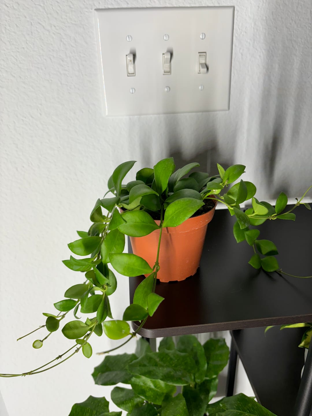 Customer photo review of Hoya heuschkeliana