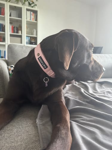 Customer photo review of Keepaws™ Tactical AirTag Collar