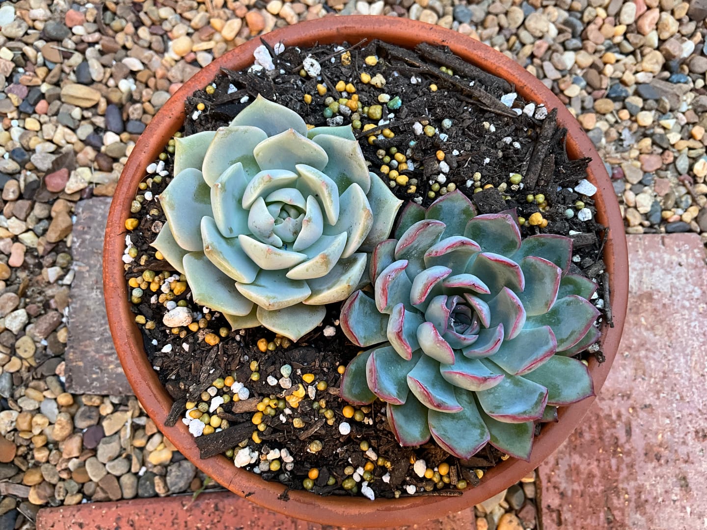 Customer photo review of Echeveria 'Pink Edge'