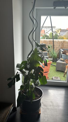 Customer photo review of DIY Wimpernband Volume 2