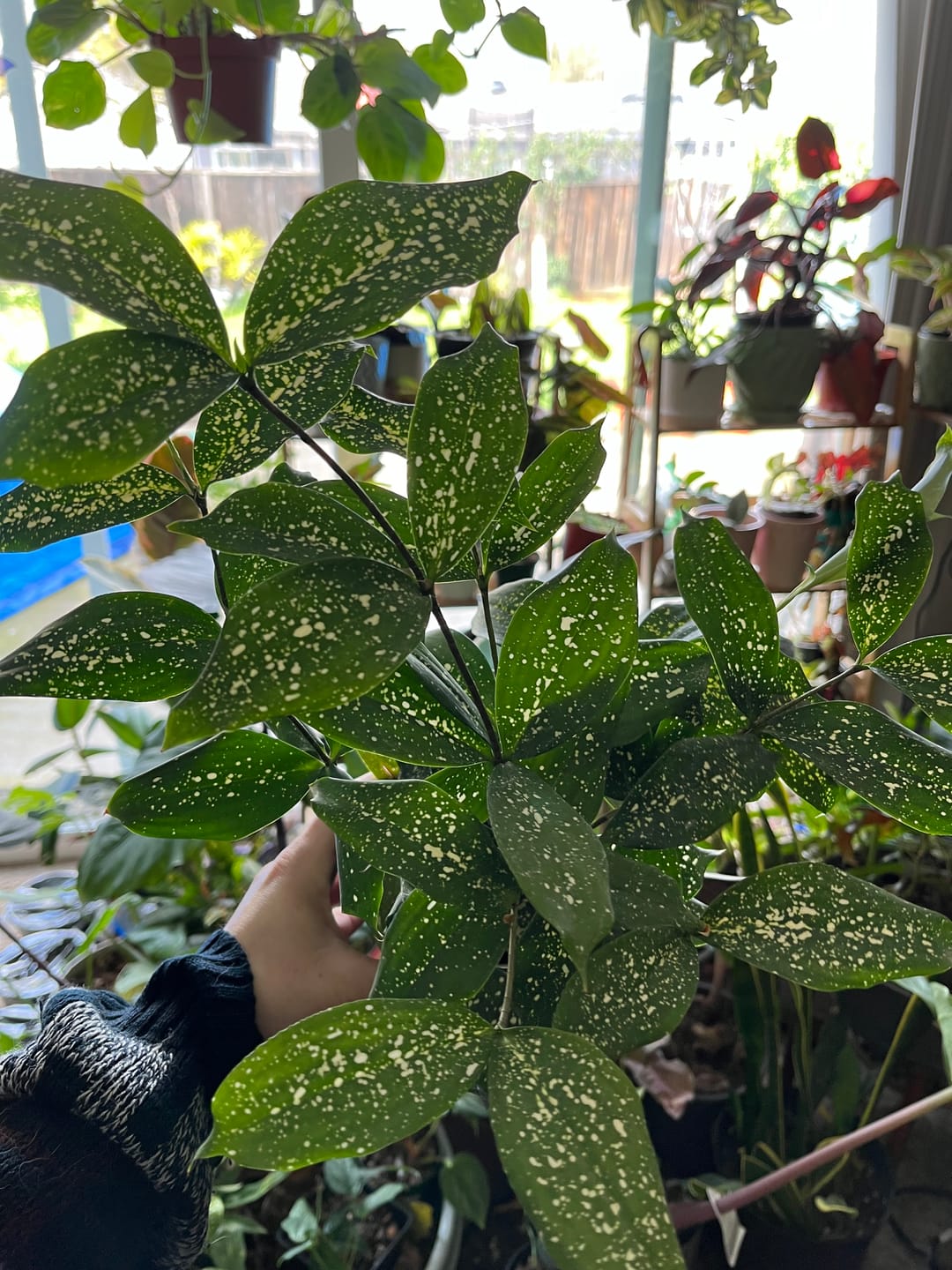 Customer photo review of Dracaena surculosa 'Florida Beauty'