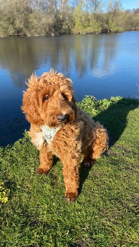 Customer photo review of Tough Trails™ Harness - 100 Aker Wood