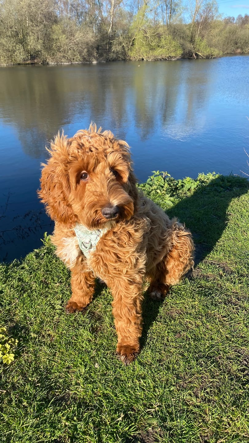 Customer photo review of Tough Trails™ Harness - 100 Aker Wood