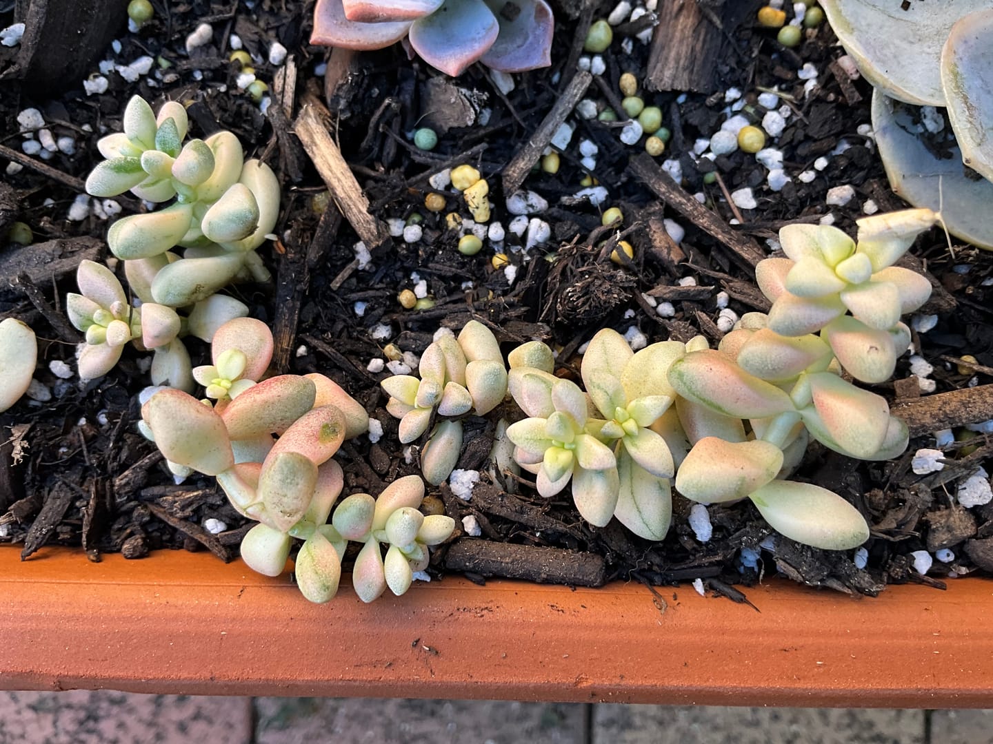 Customer photo review of Crassula deltoidea variegata