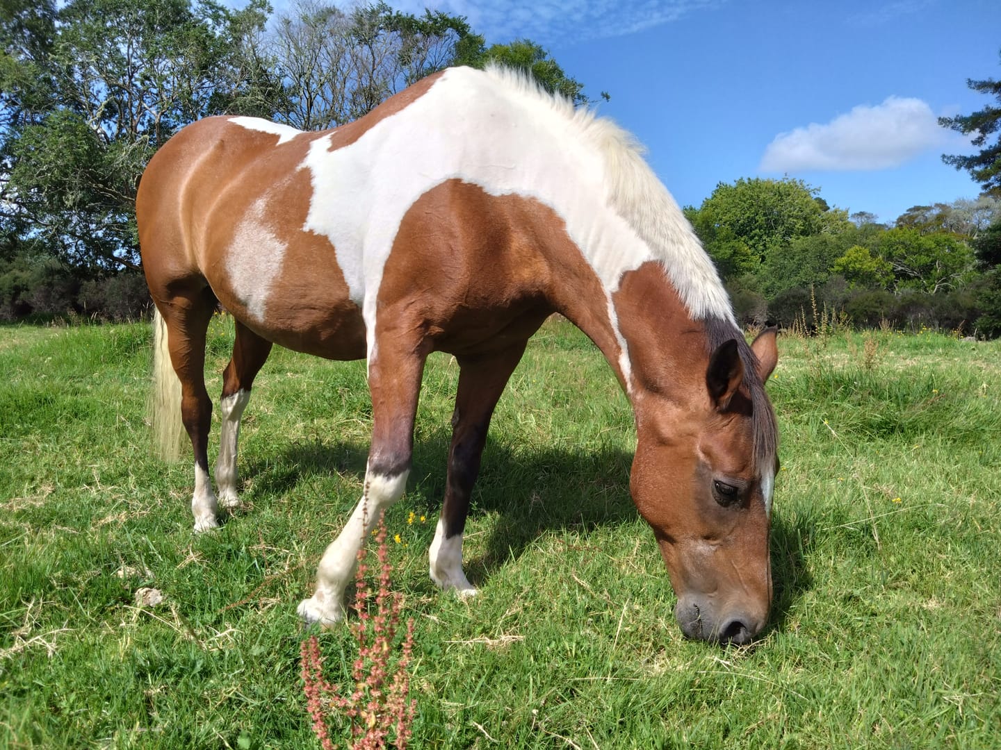 Customer photo review of Digestive VM - Equine Minerals & Vitamins