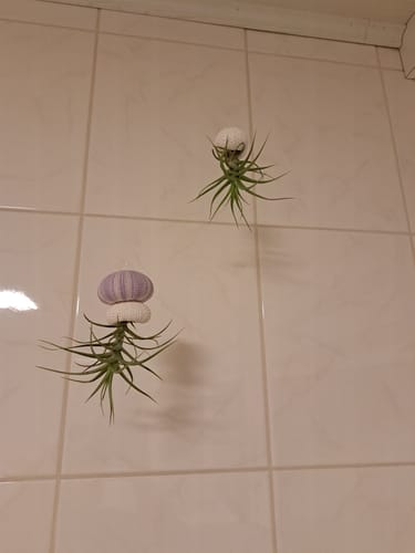 Customer photo review of Tillandsia aeranthos