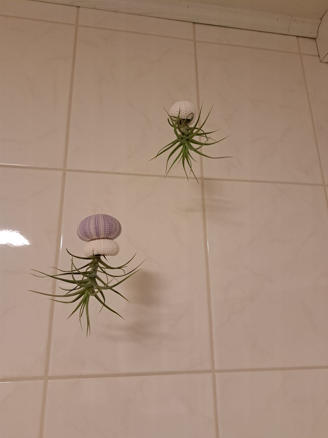Customer photo review of Tillandsia aeranthos