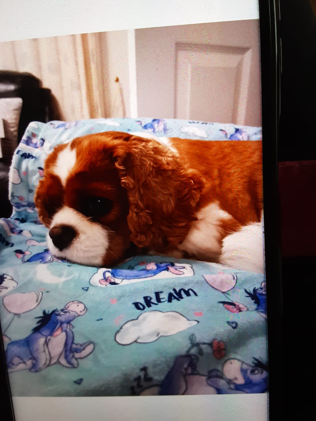 Customer photo review of Dog Blanket - Eeyore