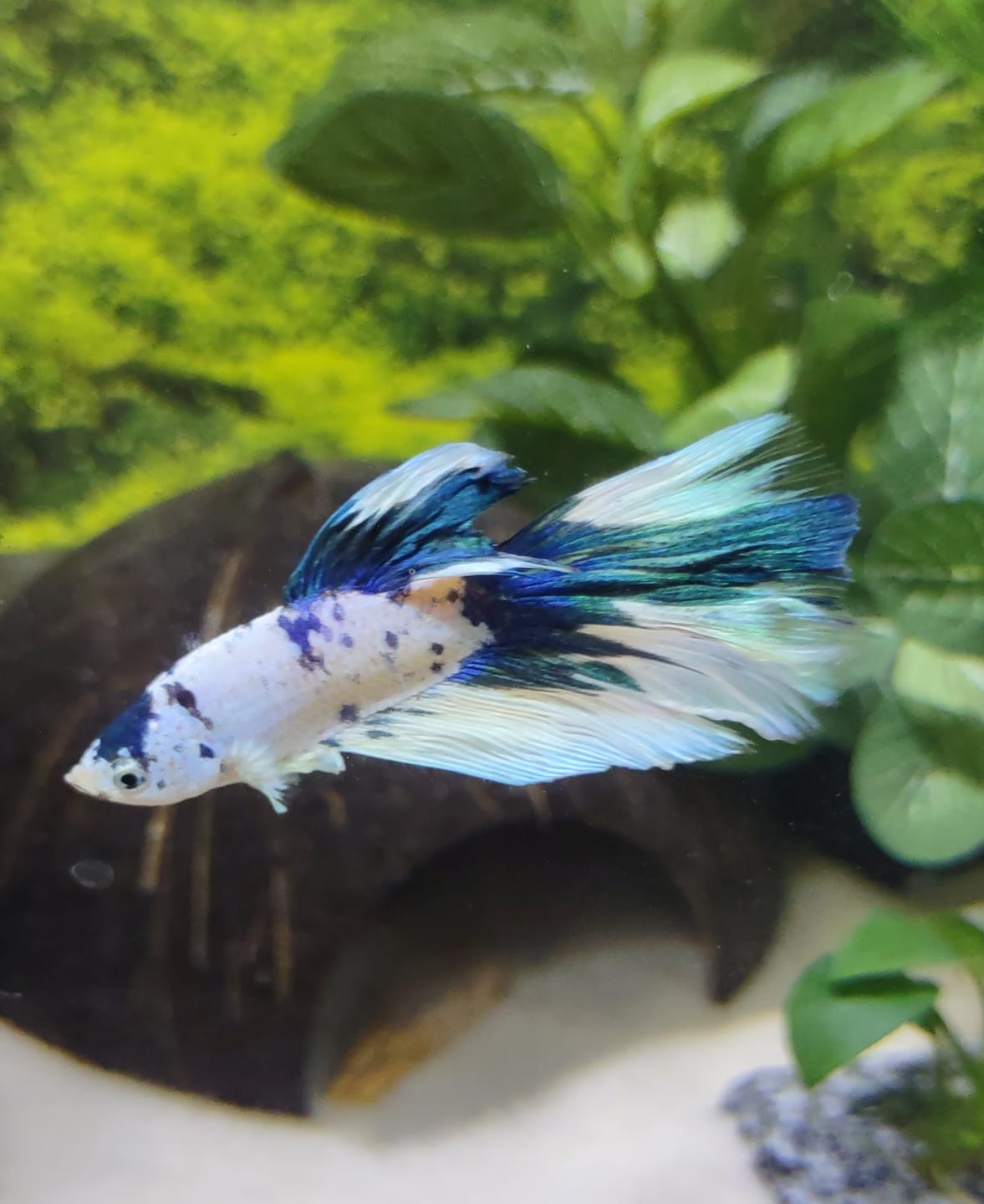 Customer photo review of Blue Marble Dot Halfmoon Male Betta Fish | Grower Pick