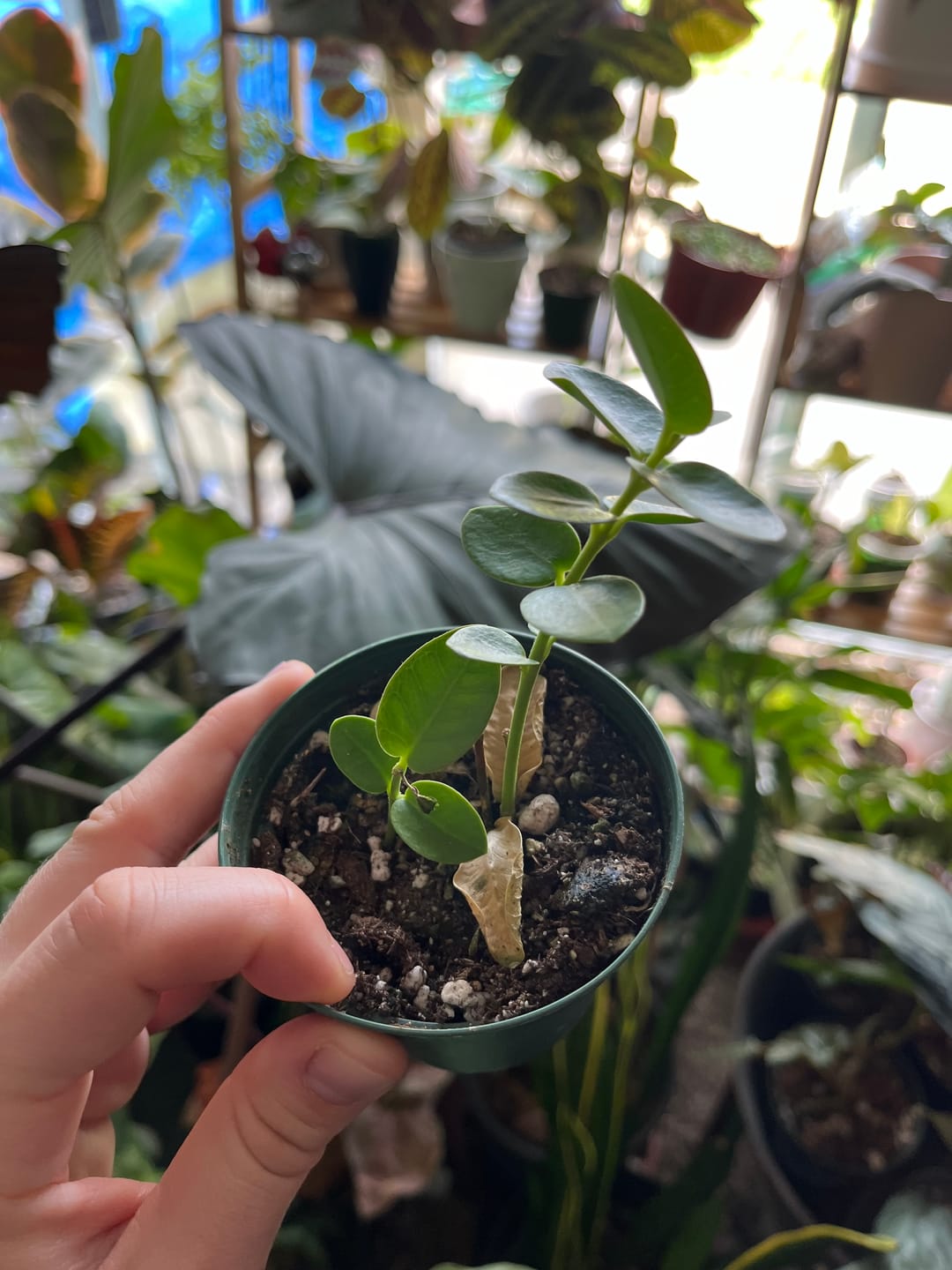 Customer photo review of Hoya cumingiana